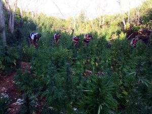 Manavgat'ta uyuşturucu operasyonu