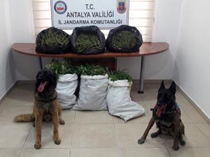 Manavgat'ta uyuşturucu operasyonu