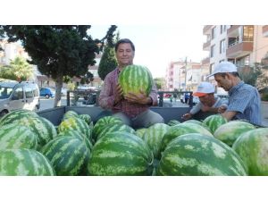 Burhaniye’de yerli karpuz çıktı