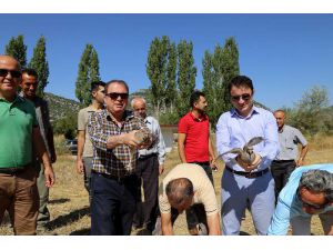 Akseki'de doğaya keklik salındı