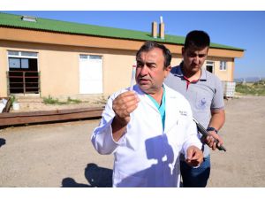 Kaçan kurbanlıkları özel tim yakalayacak