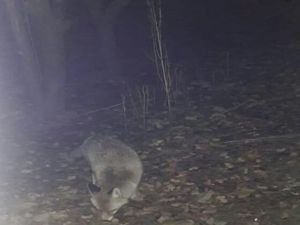 Davetsiz misafir, meraklı bakışlara aldırmadan kedilerin mamasını bitirdi
