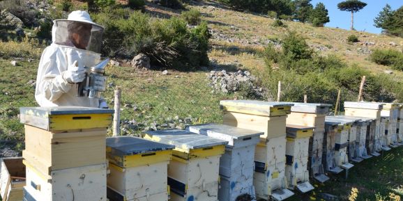 Antalya’da 6 bin kovan yaylalara çıktı