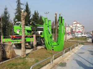 Ağaçlar zarar görmeden taşındı