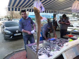 Marmara’da Köpek Balığı Yakalandı
