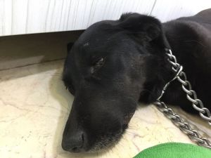 İstanbul’da Göbeğinde Vahşet, Köpeğin Makatına Silikon Sıktılar