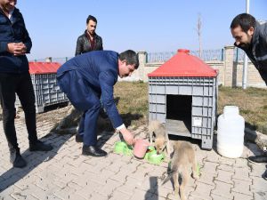 Muş’ta Sokak Hayvanları Sahipsiz Değil