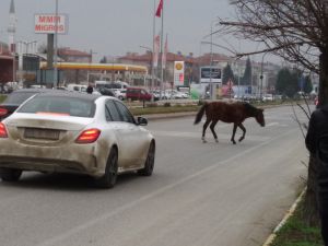Edirne’de Atlar Yine Sahnede