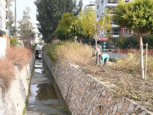 Konyaaltı’nda Ağaçlara Bakım