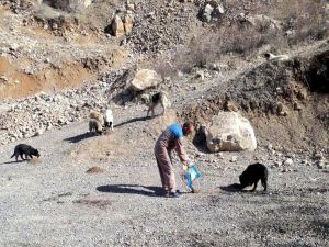 Hakkari’de Sokak Hayvanlarına Yiyecek Bırakıldı