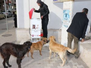 Bafra Belediyesi Sokak Hayvanlarına Sahip Çıkıyor