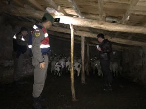 Kayıp Koyun Ve Kuzuları Jandarma Buldu