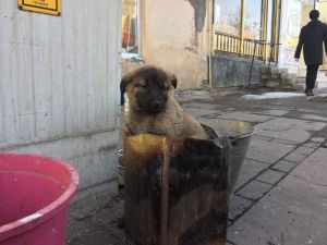 Soba Közünde Isınan Yavru Köpeğe Şefkat Eli