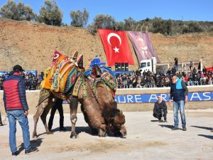 Edremit Deve Güreşlerine Hazırlanıyor