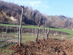 Belediyeden Ağaç Katliamı İddialarına Cevap