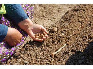 OGM'den salep eylem planı