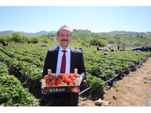 Ordu’da bin ton çilek rekoltesi bekleniyor