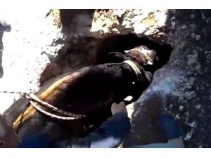 Sarnıca düşen ineğin imdadına itfaiye yetişti