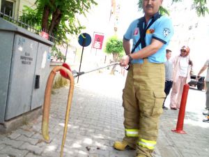 Şehrin merkezinde ‘oluklu kertenkele’ yakalandı