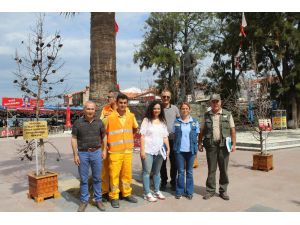 Orman yangınında yanan ağaçları meydanda sergilediler