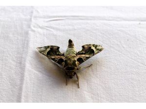 Ender rastlanan mekik kelebeği, Manavgat'ta görüldü