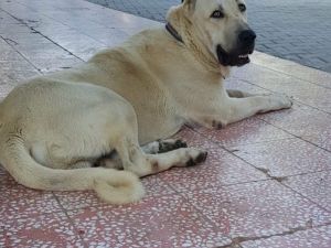 Bu köpeği bulana Antalya’da bir hafta tatil