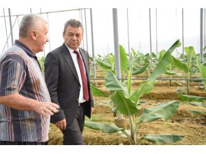 Antalya’da muz üretimi 5 yılda yüzde 177 arttı