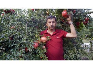 Finike'de Nar Hasadı Başladı