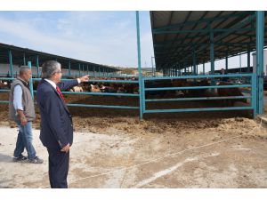 Başkan Vidinel’den Besi Çiftliğine Ziyaret