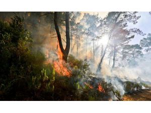 103 Orman Yangınının Faili Meçhul