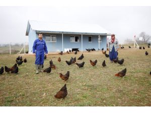 Kocaeli’nde Genç Çiftçilere Hibe Tavuk Desteği