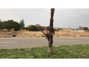 Ceylanpınar’da Palmiye Ağaçları Ve Parklara Zarar Verildi