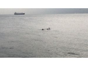 Sevimli Yunuslar İstanbul Boğaz’ında Görsel Şölen Sundu