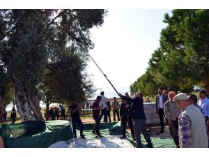 Didim’de Zeytin Hasadı Anıt Ağaçlarda Yapıldı