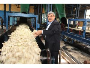 Şeker Fabrikası Pancar Alımı