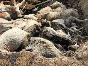 Denizli’de Aç Bırakıldığı Öne Sürülen Keçiler Telef Oldu