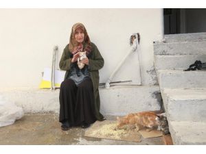 Yaşamını 30 Kedi İle Sürdüren Yaşlı Kadın Yardım Bekliyor