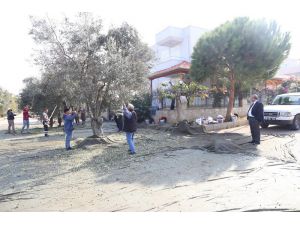 Burhaniye Belediyesi Zeytin Hasadına Başladı