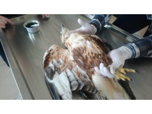 Yaralı Kızıl Şahin İle Yeşil Başlı Ördek Kars’ta Tedavi Altına Alındı