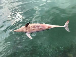Silivri’de Ölü Yunus Balığı Kıyıya Vurdu