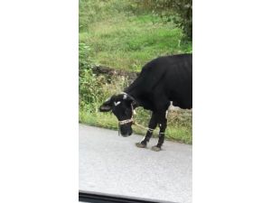 İneklere Yapılan İşkence Gibi Uygulama Görenleri Şok Etti