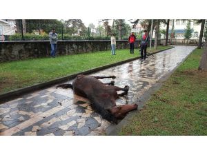 Çocuk Parkına Terk Edilen At Çocukların Gözleri Önünde Çırpına Çırpına Can Verdi