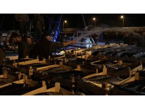 Akçakocalı Balıkçı Bin Kasa Torikle Limana Döndü