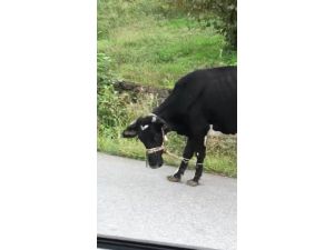 Giresun’da İneklere İşkence Gibi Uygulama İle İlgili İnceleme Başlatıldı