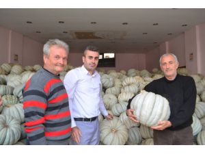 Kestane Kabağı Çiftçinin Yüzünü Güldürdü