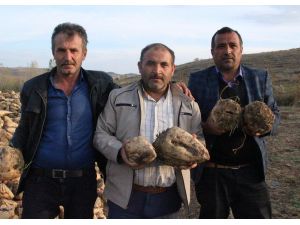 Şeker Pancarı Üreticisi Hasattan Memnun