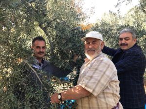 Karaman’da Zeytin Hasadı Başladı