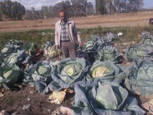 Yozgat’ın Organik Dev Lahanaları Görenleri Şaşırtıyor