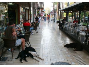 Antalya’da 80 Yaşındaki Yaşlı Adam Sokak Köpeğinin Saldırısına Uğradı