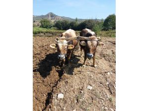 Aydın’da Boğalar Daha Fazla Para Etmesi İçin Eğitilmeye Başlandı